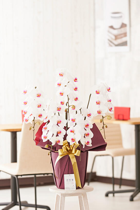 <p>胡蝶蘭はショップや店舗の開店祝いや移転祝いなどのお祝い花として定番のフラワーギフトです。</p>
