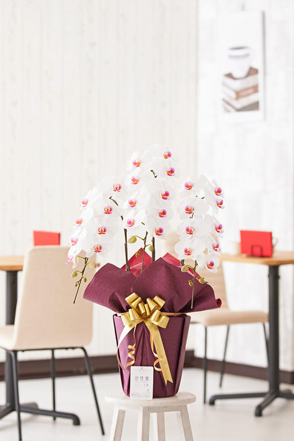 <p>胡蝶蘭はショップや店舗の開店祝いや移転祝いなどのお祝い花として定番のフラワーギフトです。</p>