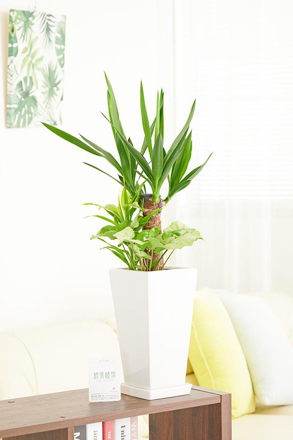<p>室内空間のお洒落なインテリアグリーンにお薦めの観葉植物商品です。</p>