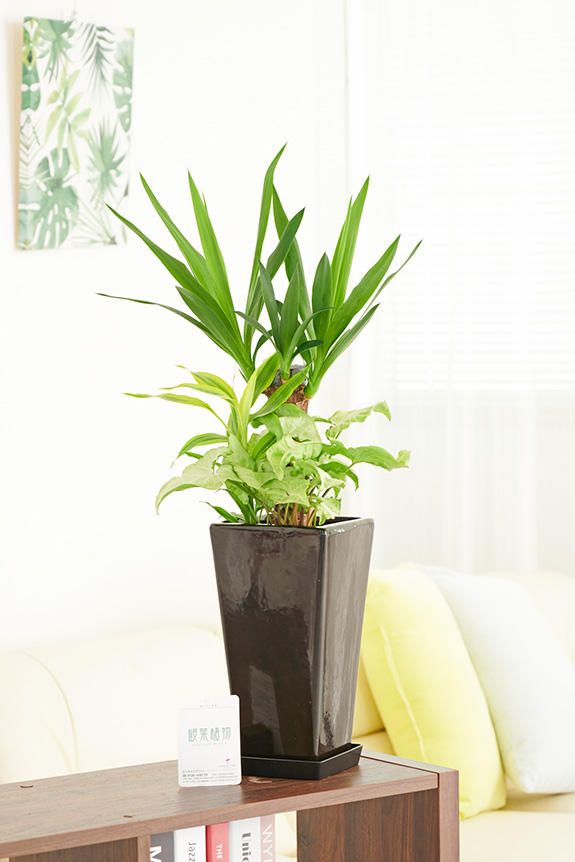 <p>室内空間のお洒落なインテリアグリーンにお薦めの観葉植物商品です。</p>