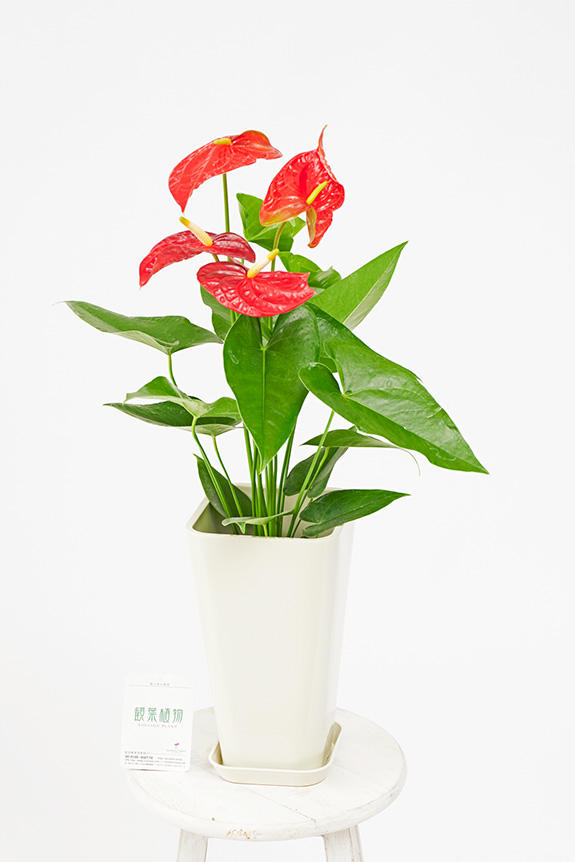 <p>開店祝い、開業祝い、開院祝い、移転祝いの贈り物から、店舗、オフィスのインテリアとしてもご利用いただけるスタイリッシュな観葉植物です。</p>