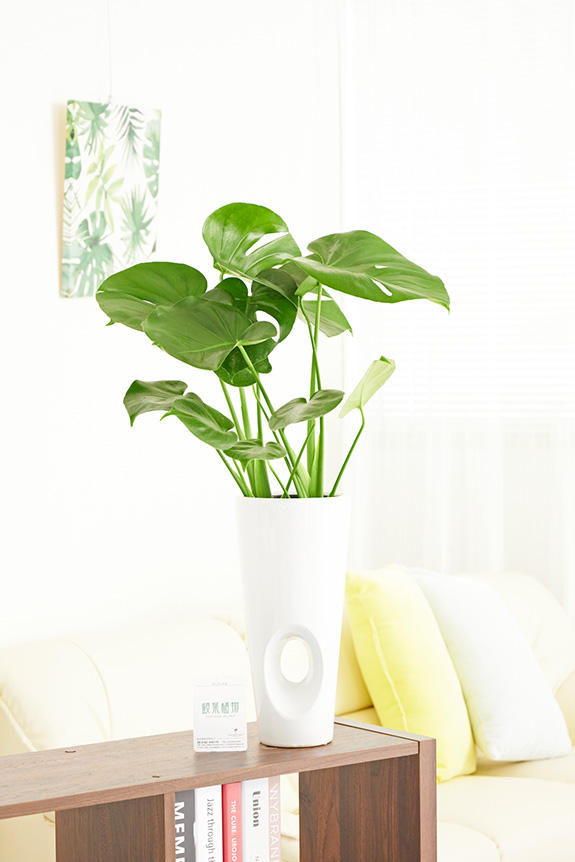 祝い花と供花の販売 ネットの花屋 ビジネスフラワー 観葉植物 モンステラ 6号 穴あき白丸陶器鉢