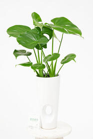 <center>デザイン性抜群の陶器鉢</center><center>8,800円(税込)</center>