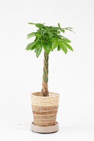 <center>手軽に移動できる！<br>キャスター付き観葉植物</center><center>15,400円(税込)</center>