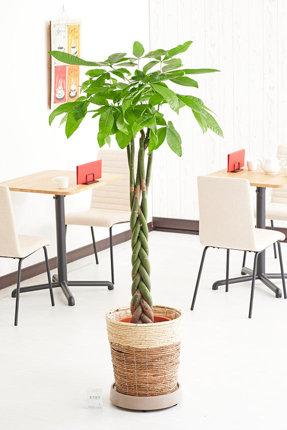 祝い花と供花の販売 ネットの花屋 ビジネスフラワー 追加オプション 観葉植物用キャスター台 茶