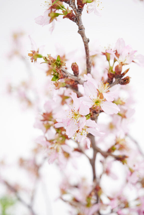 <p>日本の春を象徴する桜の花を使用した季節を感じる日一品です。</p>