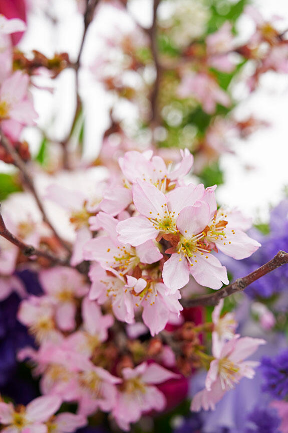 <p>春を代表する桜の花とおまかせ花材をミックスした春の季節にあったフラワーギフト商品です。</p>