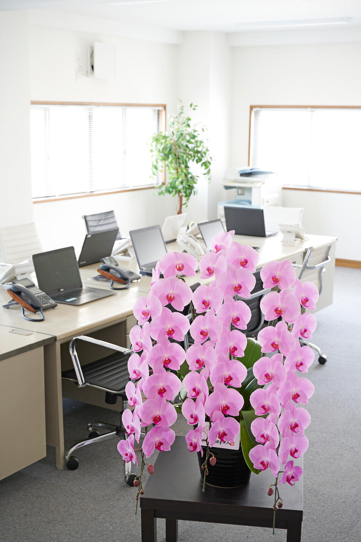 <p>開業祝い、開店祝い、開院祝いなど、ビジネス上での贈答用お祝い花として人気のお花が胡蝶蘭です。</p>