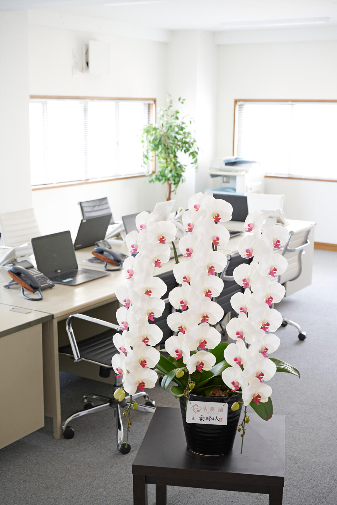 <p>開業祝い、開店祝い、開院祝いなど、ビジネス上での贈答用お祝い花として人気のお花が胡蝶蘭です。</p>