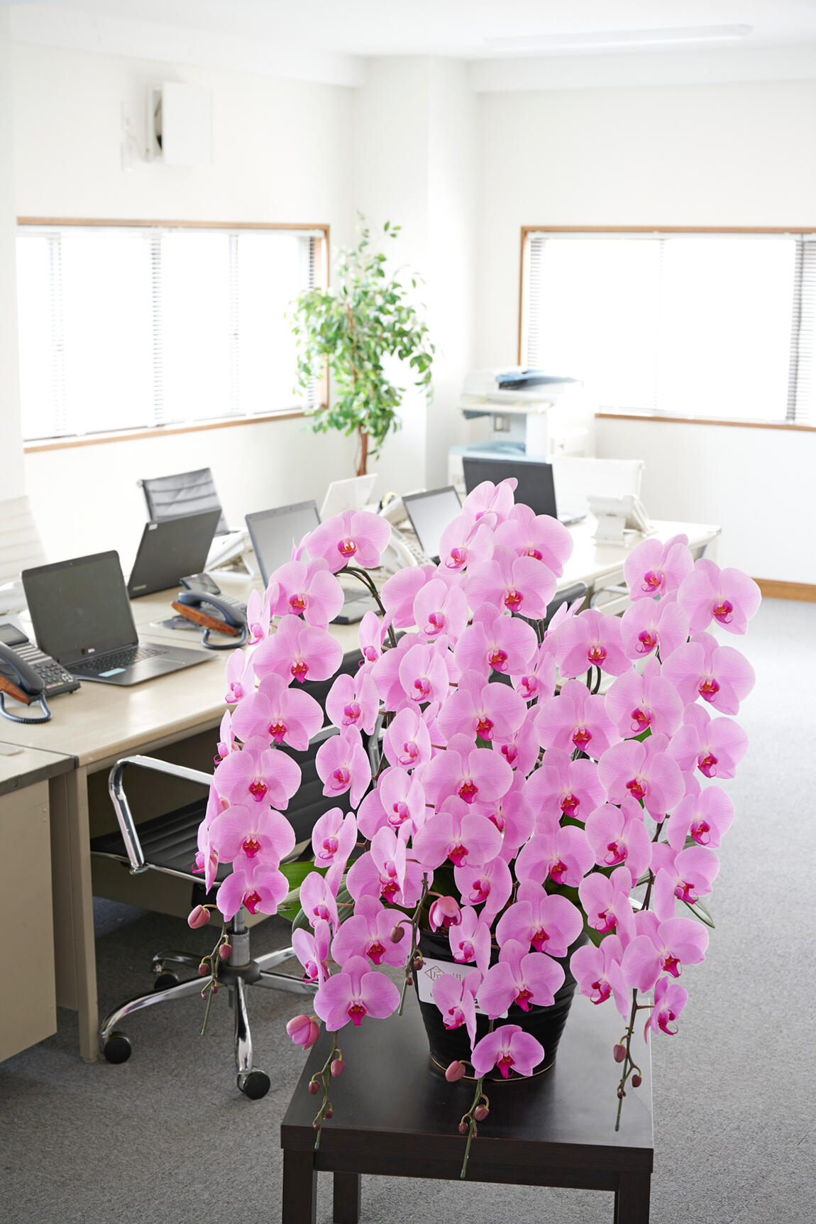 <p>開業祝い、開店祝い、開院祝いなど、ビジネス上での贈答用お祝い花として人気のお花が胡蝶蘭です。</p>