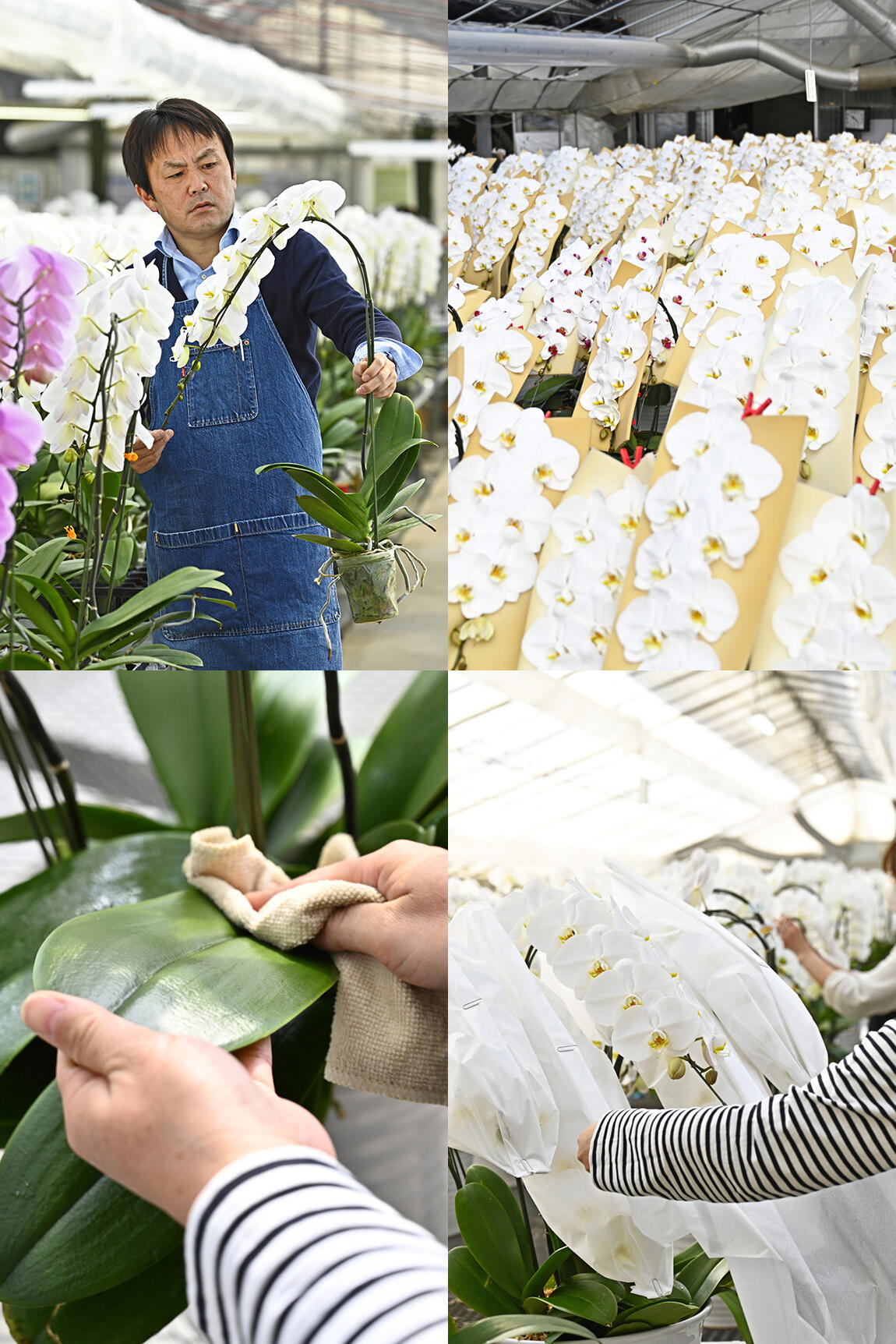 <p>匠：栗田和人が丹精込めて育てた極上品質の胡蝶蘭を、大切な先様へお届けします。</p>