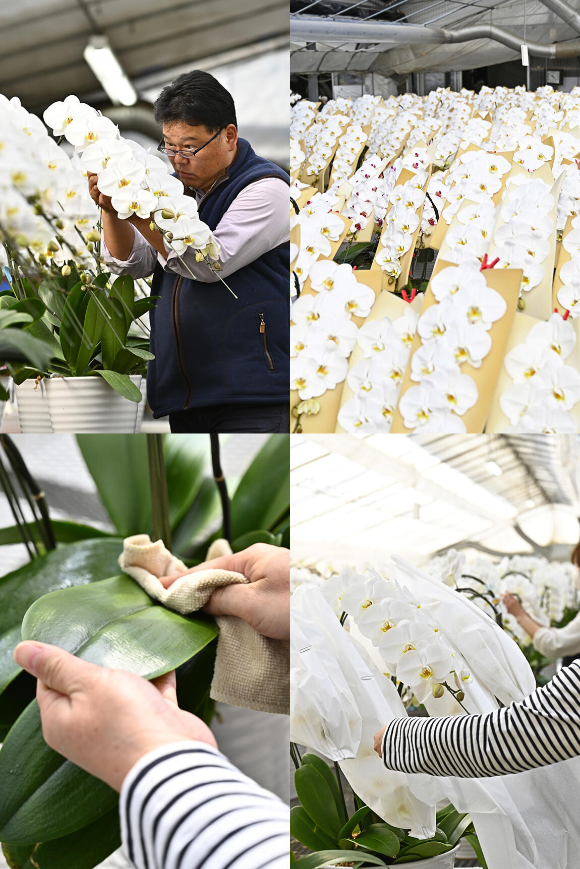 <p>匠：荻野雅彦が丹精込めて育てた極上品質の胡蝶蘭を、大切な先様へお届けします。</p>