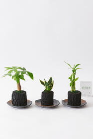 <center>敬老の日のプレゼントに！<br>手軽な盆栽風ギフト</center><center>6,600円(税込)</center>