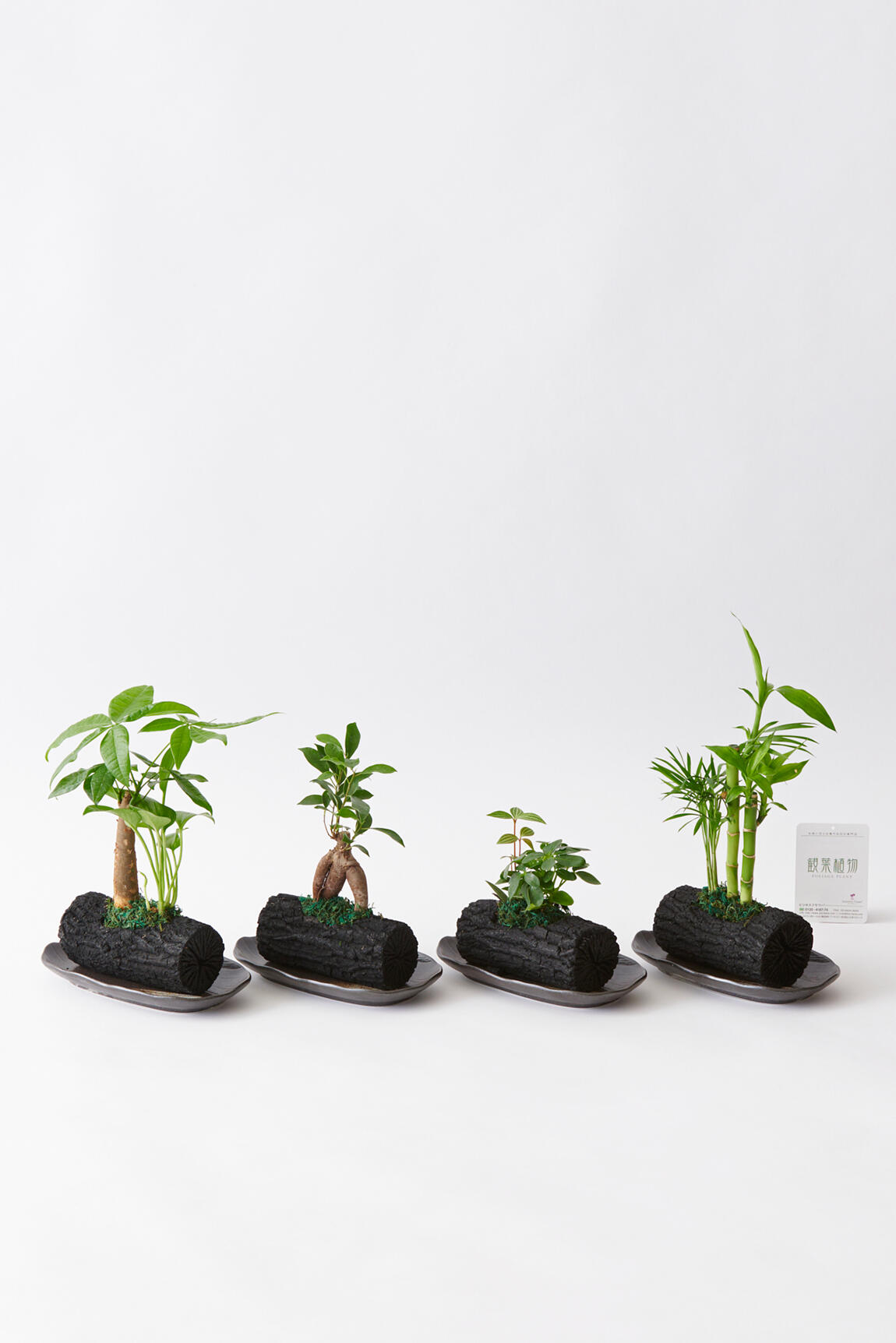 <p>植物、炭、陶器和皿がミックスされたお洒落な観葉植物商品です。</p>