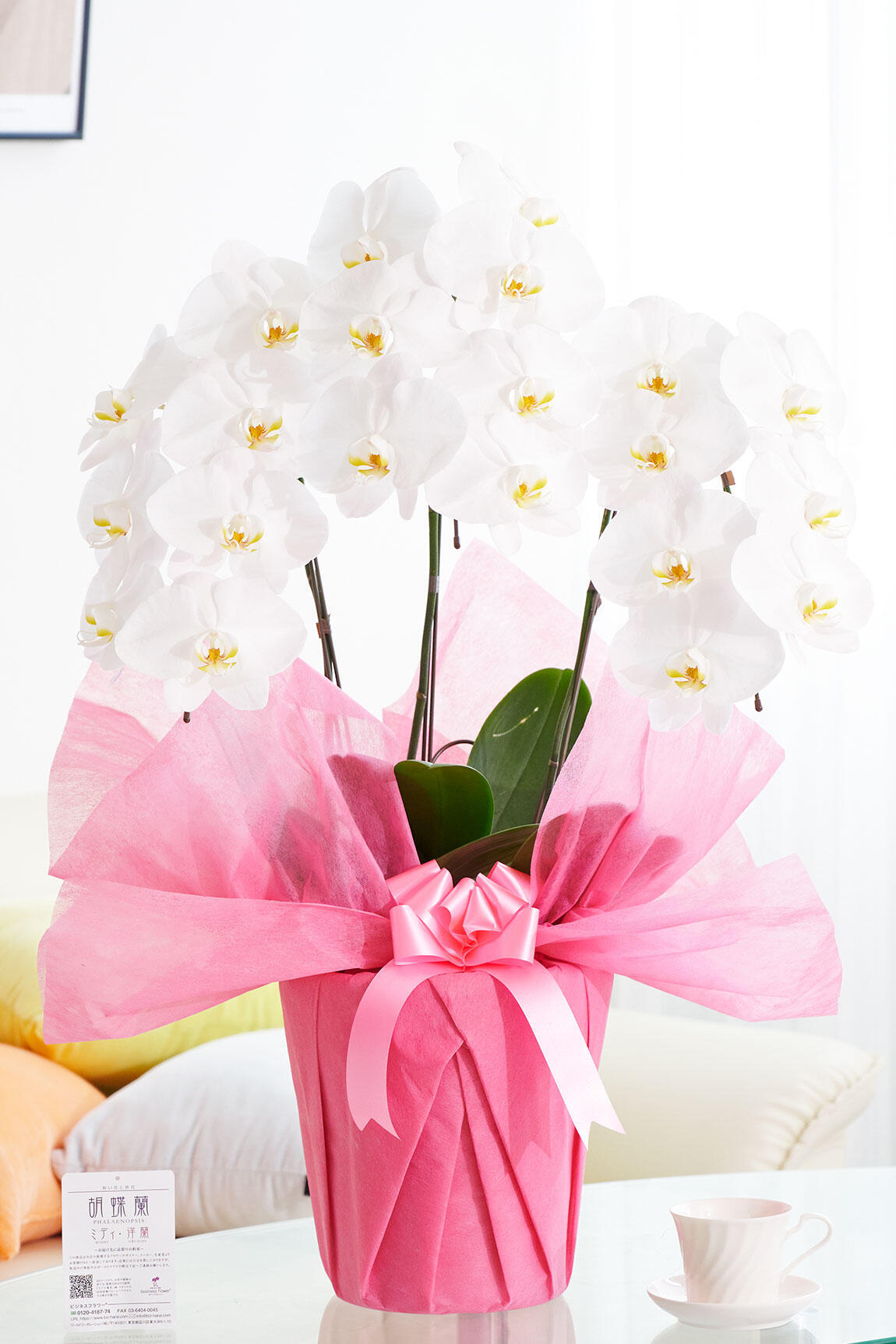 <p>お祝いの定番である白色の3本立ち大輪胡蝶蘭を、コストパフォーマンス重視の格安価格で提供いたします。</p>