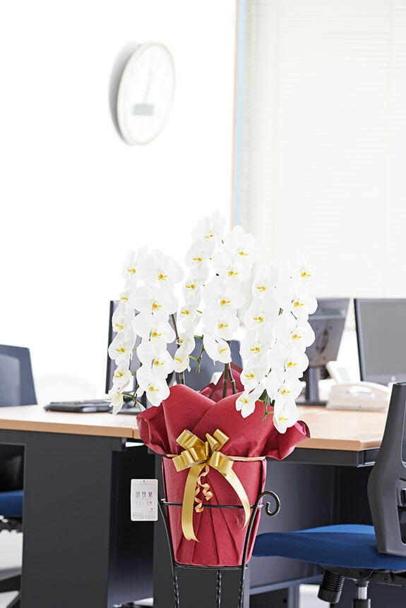 <p>小さなオフィスの開業祝いや移転祝いなどに、幅を取らないコンパクトサイズの胡蝶蘭はいかがでしょうか。</p>