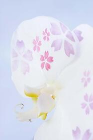 <center>桜など四季ごとの<br>柄を装飾した胡蝶蘭</center><center>38,500円（税込）</center>