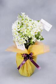 <center>冬の定番！<br>長く続く美しさが魅力的</center><center>8,800円(税込)</center>