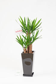 <center>デザイン性抜群の陶器鉢</center><center>8,800円(税込)</center>