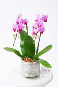 <center>インテリア向け！デザイン鉢に<br>こだわった胡蝶蘭</center><center>6,600円</center>