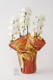 <center>漆器の金箔をイメージ！<br>芸術の秋向けラッピング</center><center>22,000円（税込）</center>