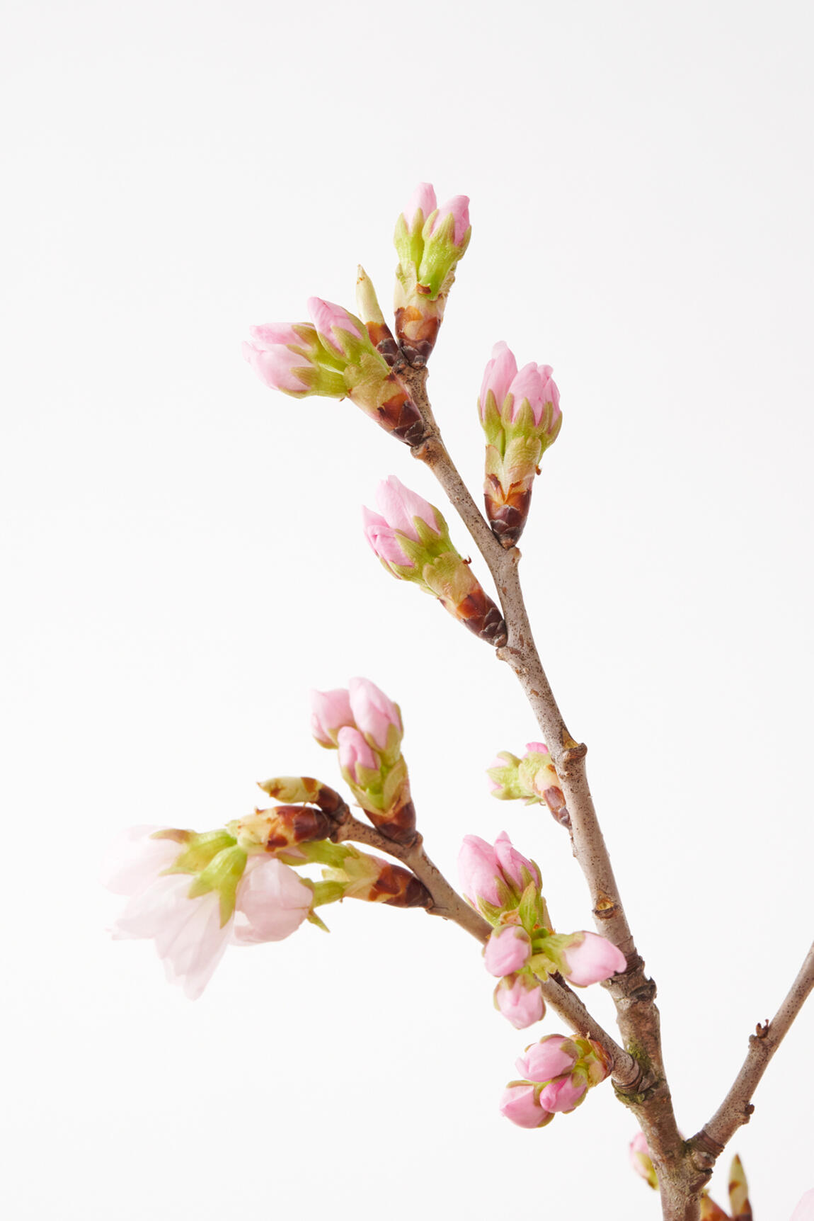 <p>桜の開花を蕾の段階から楽しんでいただく事ができる花束・ブーケ商品です。</p>