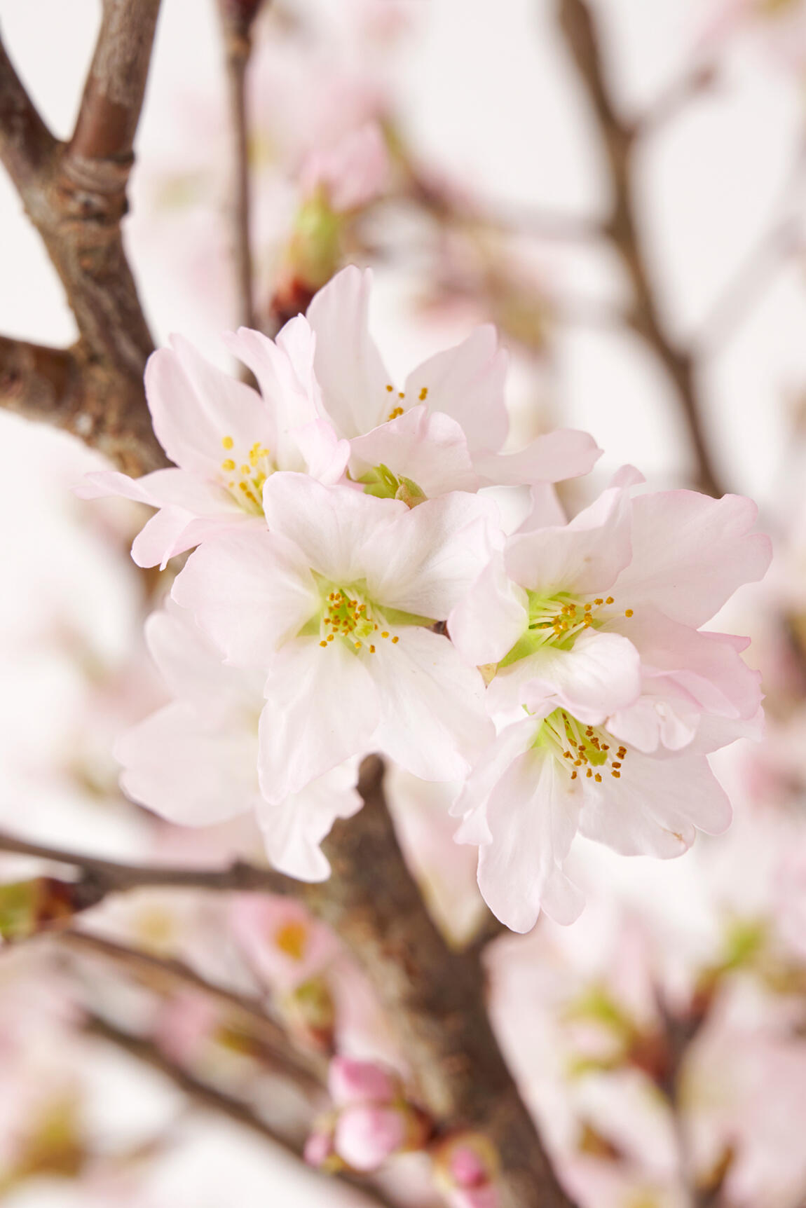 <p>美しい桜の花を楽しんで、春の雰囲気を思いっきり感じてください。</p>