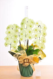 <center>ほのかに緑が色づく<br>お供え用カラー胡蝶蘭</center><center>22,000円(税込)</center>