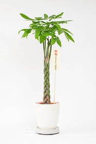 <center>手軽に移動できる！<br>キャスター付き観葉植物</center><center>19,800円(税込)</center>