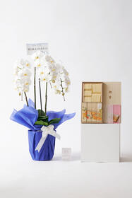 <center>お線香とろうそくのセット<br>豪華なお供え用胡蝶蘭</center><center>16,500円(税込)</center>