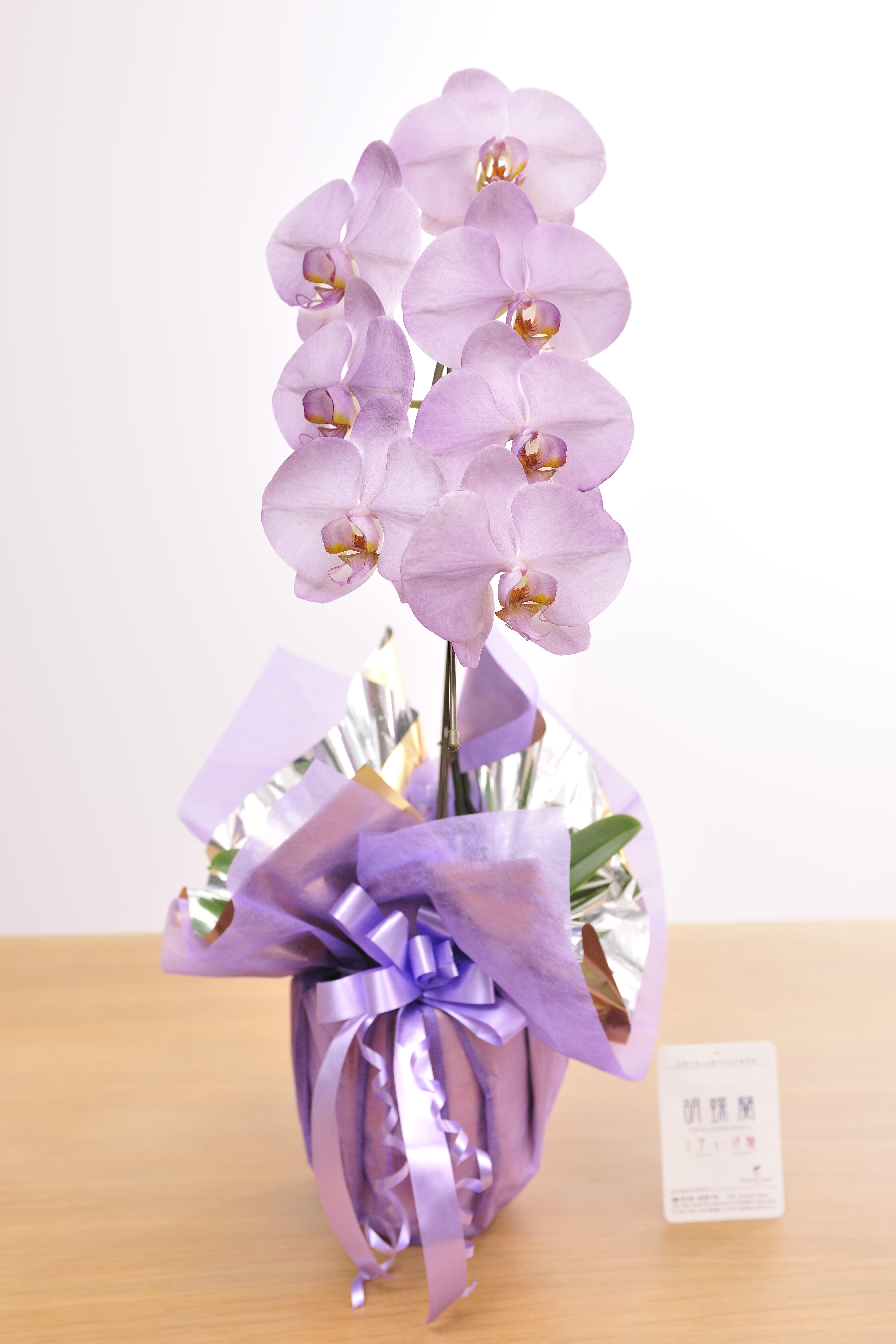 <p>カラー胡蝶蘭　彩 - irodori -　1本立（紫）</p>