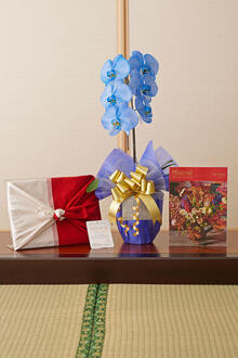 花とギフトのセット　選べる花色のカラー胡蝶蘭　彩 - irodori -　1本立（寒色系）とカタログギフト（ミストラル/セントマリー）風呂敷包み