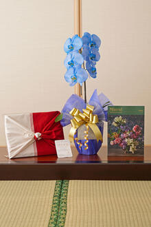 花とギフトのセット　選べる花色のカラー胡蝶蘭　彩 - irodori -　1本立（寒色系）とカタログギフト（ミストラル/セーブル）風呂敷包み