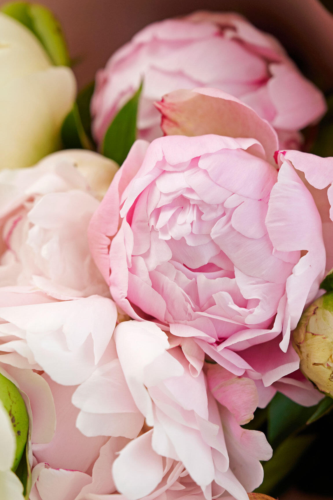 <p>4月下旬から5月下旬頃までが旬の芍薬（シャクヤク）は柔らかい花びらでふんわりと丸まった花形が特徴です。</p>