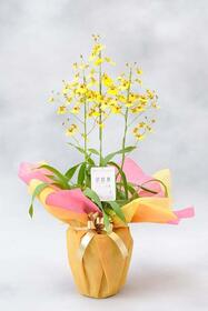 <center>お花初心者にもおすすめ<br>3本のシンビジューム</center><center>7,700円税込)</center>
