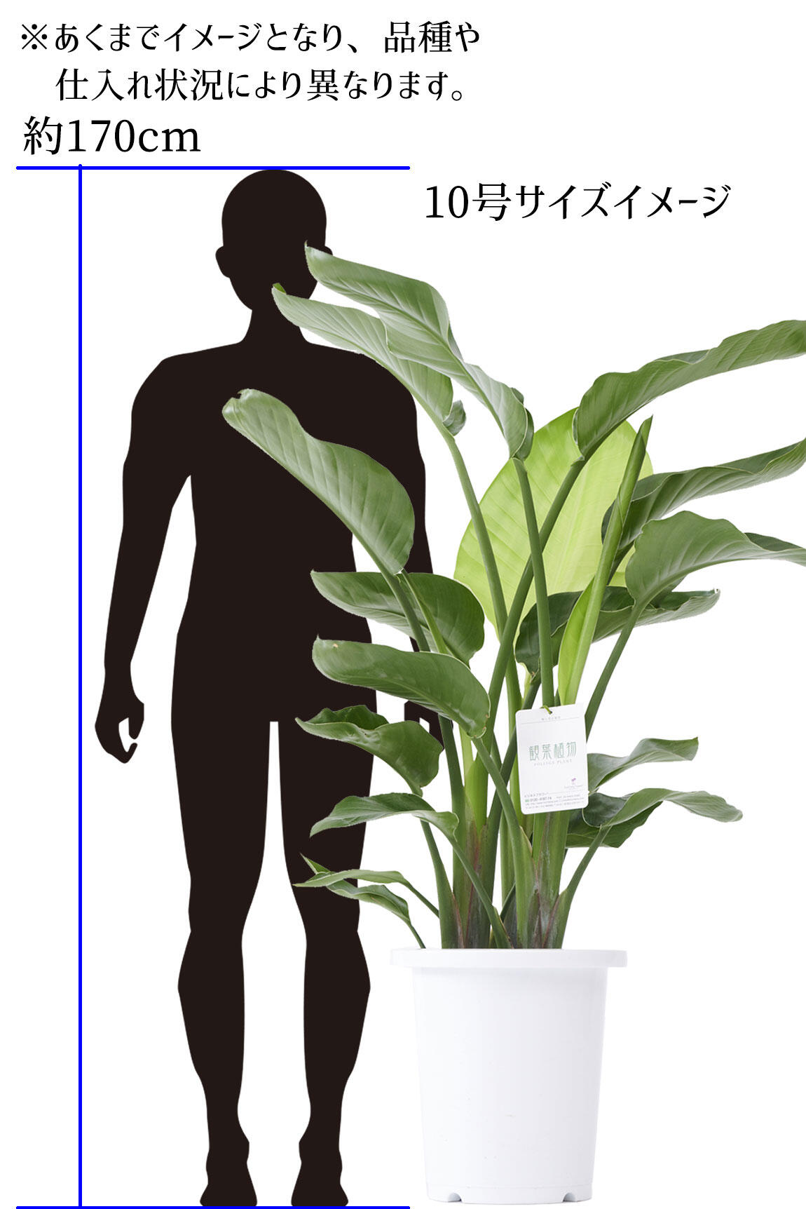 <p>10号サイズの高さイメージ<br />
※あくまでイメージとなり、品種や仕入れ状況によって異なります。</p>