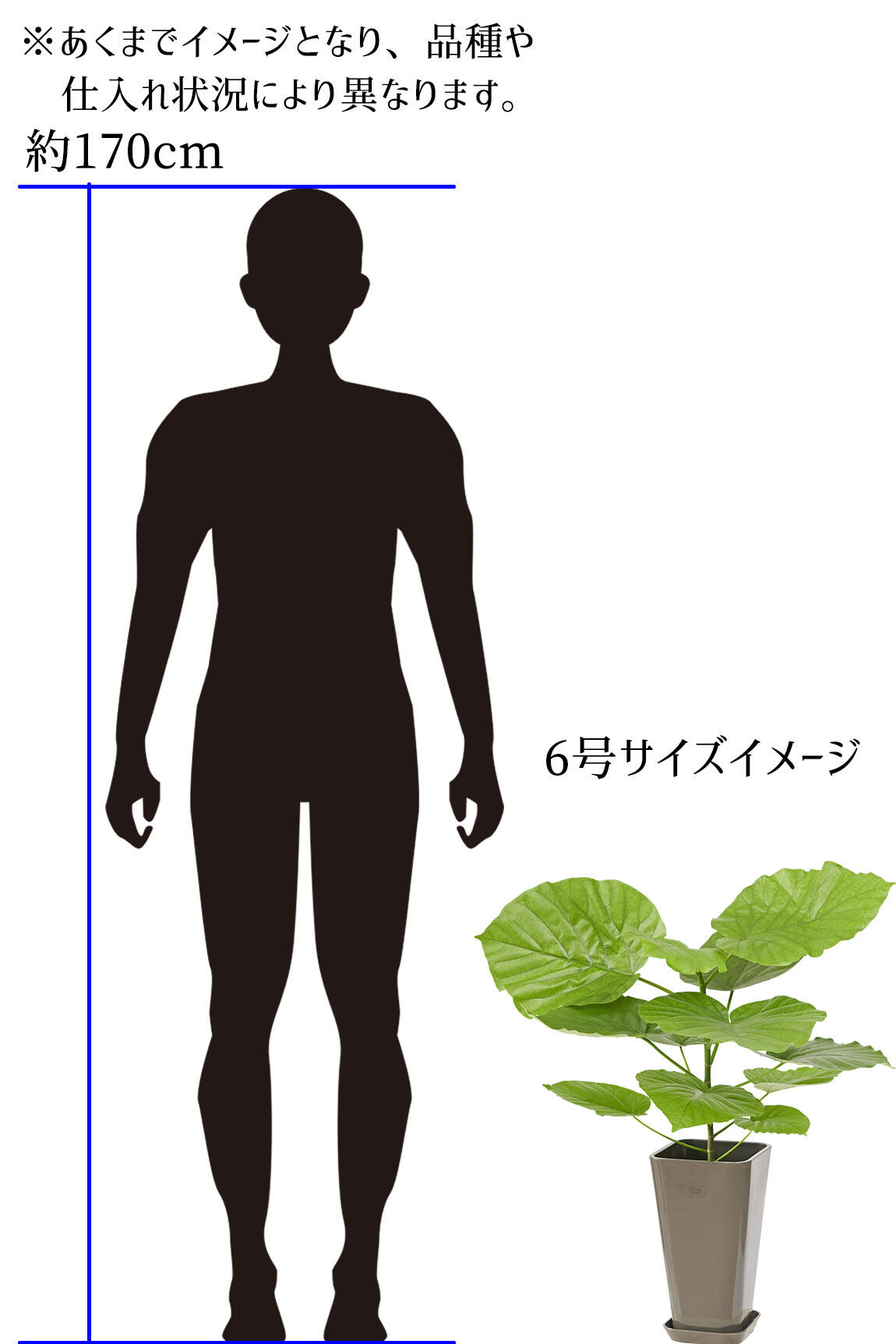 <p>6号サイズの高さイメージ<br />
※あくまでイメージとなり、品種や仕入れ状況によって異なります。</p>