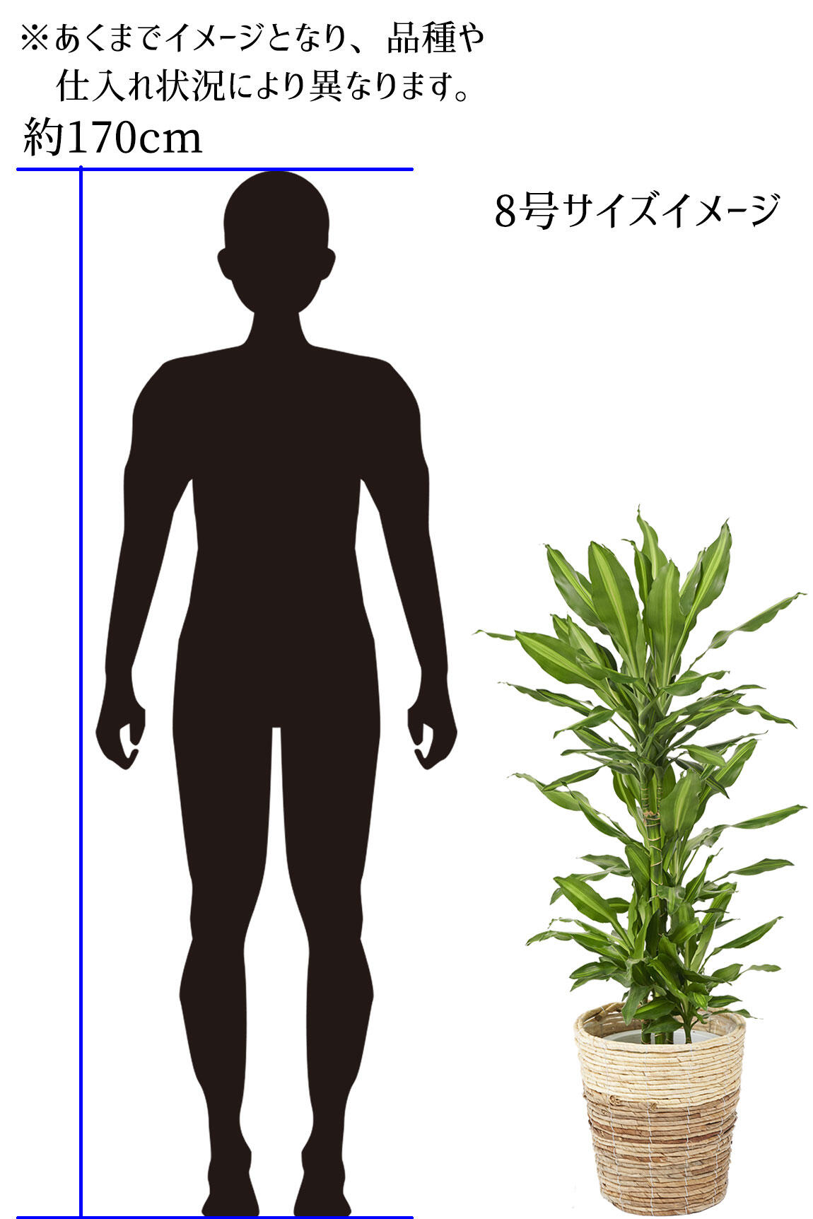 <p>6号サイズの高さイメージ<br />
※あくまでイメージとなり、品種や仕入れ状況によって異なります。</p>