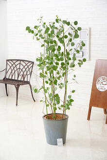 ＜屋外専用＞観葉植物　ユーカリ　10号　インテリア鉢カバー「ダークブルー」仕様