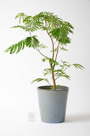 <center>屋外で飾れる！<br>モダンな鉢カバー付き</center><center>27,500円(税込)</center>