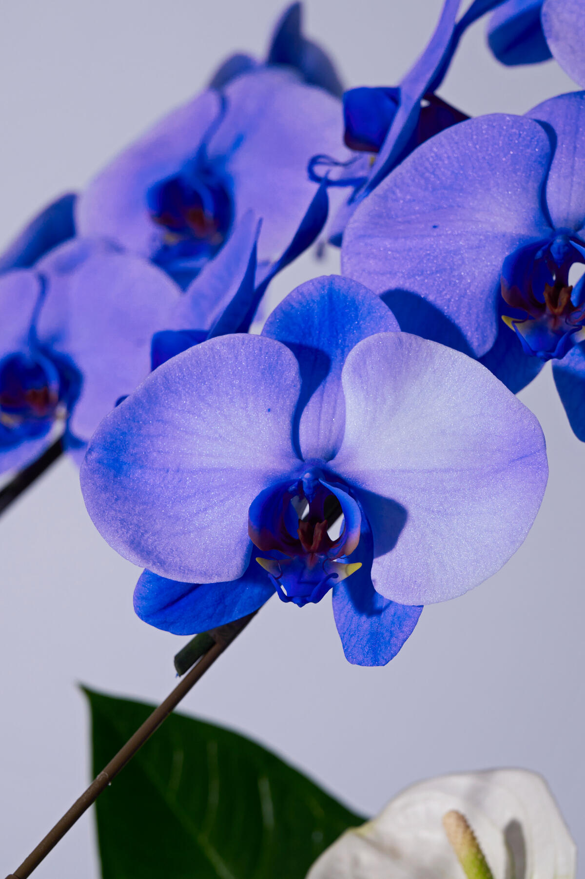 <p>契約農家よりお届けする特殊な技術を用いて青色に染められた胡蝶蘭です。自然では出せない青色に染色する事で、斬新で非常に珍しいお花となっております。</p>