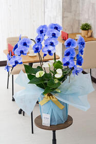 <center>白のアンスリウムと寄せ植え<br>珍しい青の胡蝶蘭</center><center>33,000円（税込）</center>