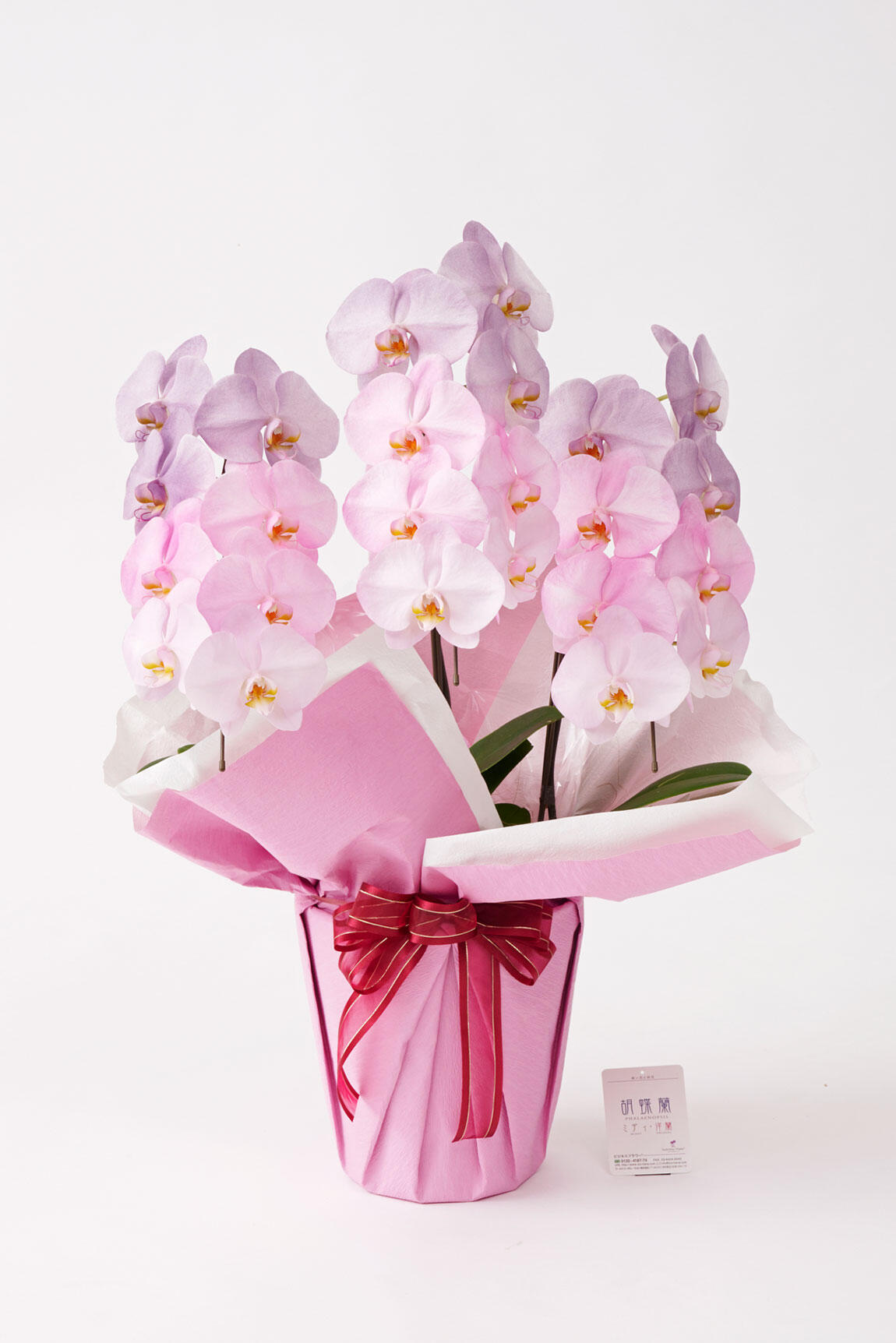 <p>ピンクや紫をコーポレートカラーや店舗コンセプトとしている企業様へのお祝い花として、お洒落なイベントや企画への贈り物として活躍すること間違いなしでしょう。</p>