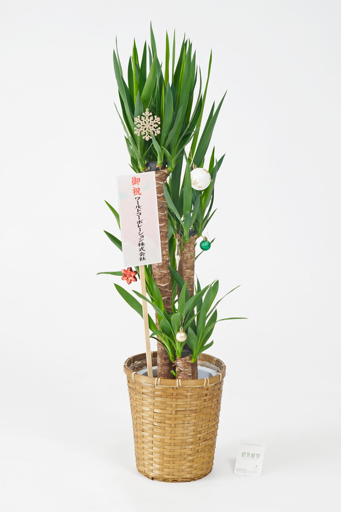 <p>クリスマス期間限定の観葉植物にも、立札かメッセージカード（いずれか1点）を無料でお付けすることが出来ます。<br />
クリスマスデザインの立札やメッセージカードをご希望のお客様は、無料オプションを一緒にカートに入れてお申込みください。</p>