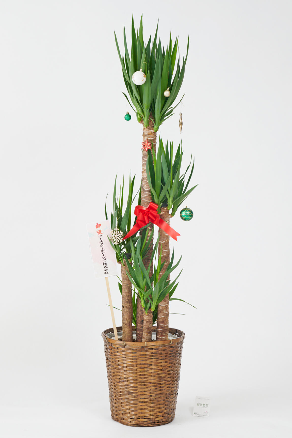 <p>クリスマス期間限定の観葉植物にも、立札かメッセージカード（いずれか1点）を無料でお付けすることが出来ます。<br />
クリスマスデザインの立札やメッセージカードをご希望のお客様は、無料オプションを一緒にカートに入れてお申込みください。</p>