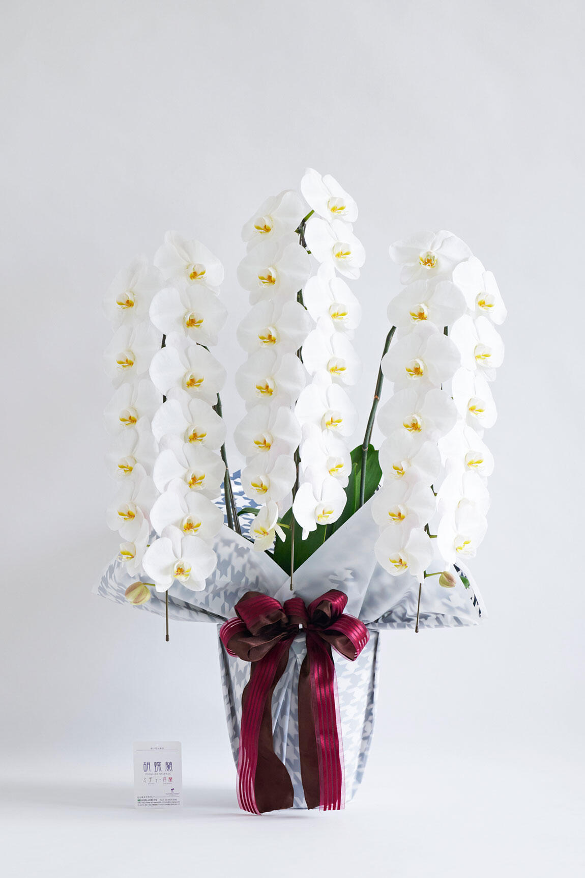 <p>開店祝い、開院祝い、開業祝い、就任祝いなどの定番お祝い花胡蝶蘭にチョットしたお洒落感を施した、こだわりラッピング胡蝶蘭シリーズの商品です。</p>