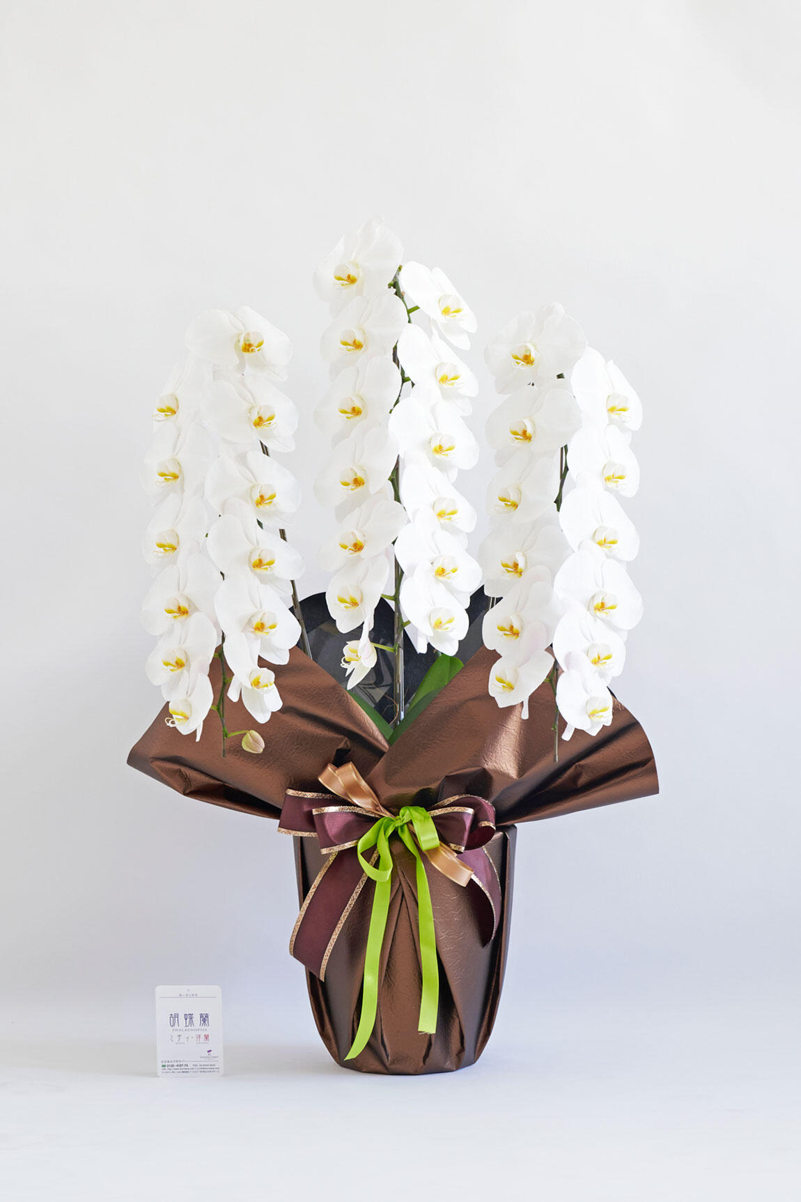<p>開店祝い、開院祝い、開業祝い、就任祝いなどの定番お祝い花胡蝶蘭にチョットしたお洒落感を施した、こだわりラッピング胡蝶蘭シリーズの商品です。</p>