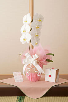 花とギフトのセット　胡蝶蘭　大輪1本立とカタログギフト（升/桜）