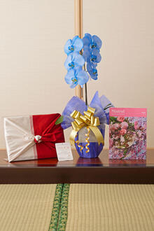 花とギフトのセット　選べる花色のカラー胡蝶蘭　彩 - irodori -　1本立とカタログギフト（ミストラル/セージ)風呂敷包み