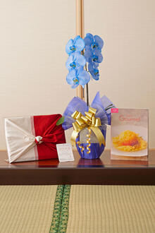 花とギフトのセット　選べる花色のカラー胡蝶蘭　彩 - irodori -　1本立とカタログギフト（BG/アリーグル)風呂敷包み